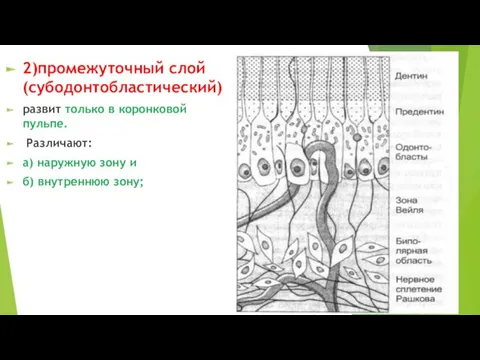 2)промежуточный слой (субодонтобластический) развит только в коронковой пульпе. Различают: а) наружную зону и б) внутреннюю зону;