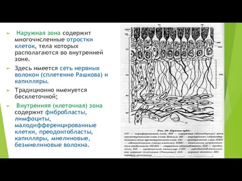 Наружная зона содержит многочисленные отростки клеток, тела которых располагаются во