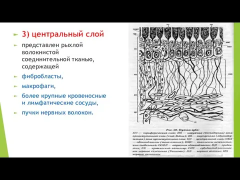 3) центральный слой представлен рыхлой волокнистой соединительной тканью, содержащей фибробласты,