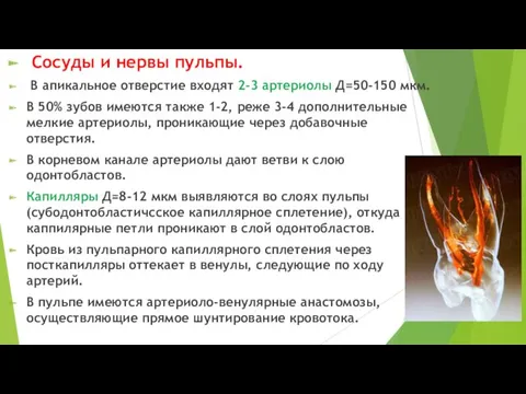 Сосуды и нервы пульпы. В апикальное отверстие входят 2-3 артериолы