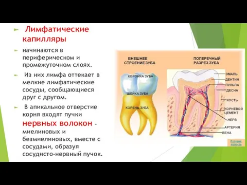 Лимфатические капилляры начинаются в периферическом и промежуточном слоях. Из них