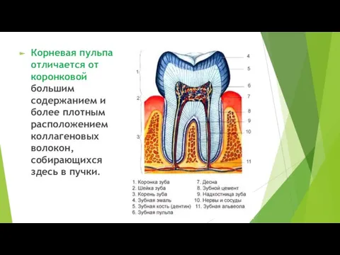 Корневая пульпа отличается от коронковой большим содержанием и более плотным