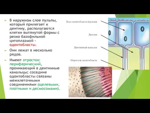 В наружном слое пульпы, который прилегает к дентину, располагаются клетки