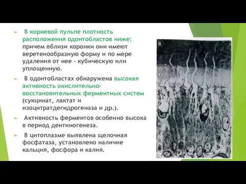 В корневой пульпе плотность расположения одонтобластов ниже; причем вблизи коронки