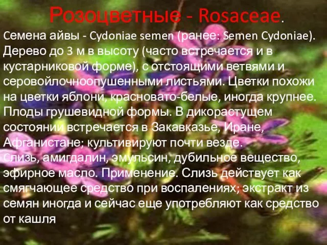 Розоцветные - Rosaceae. Cемена айвы - Cydoniae semen (ранее: Semen