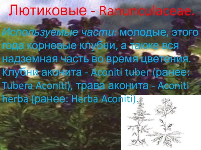 Лютиковые - Ranunculaceae. Используемые части: молодые, этого года корневые клубни,