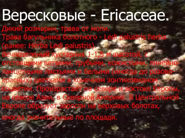 Вересковые - Ericaceae. Дикий розмарин, трава от моли. Трава багульника