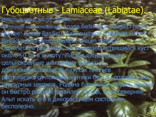 Губоцветные - Lamiaceae (Labiatae). Используемые части: трава. Аптечное наименование: трава