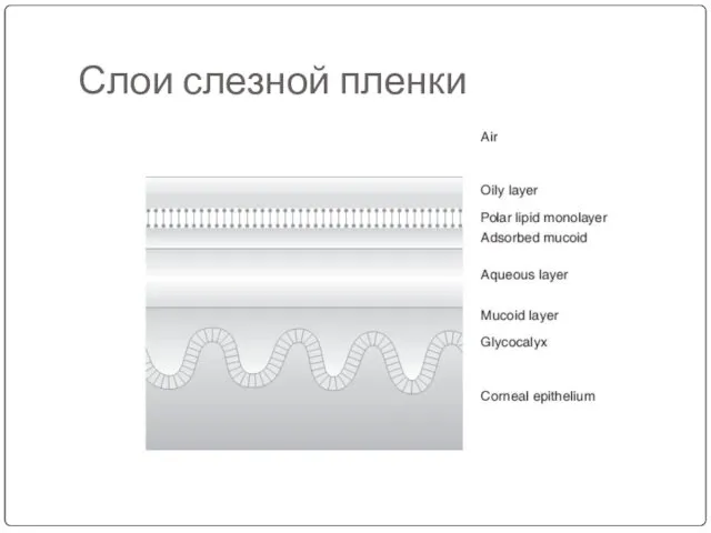 Слои слезной пленки