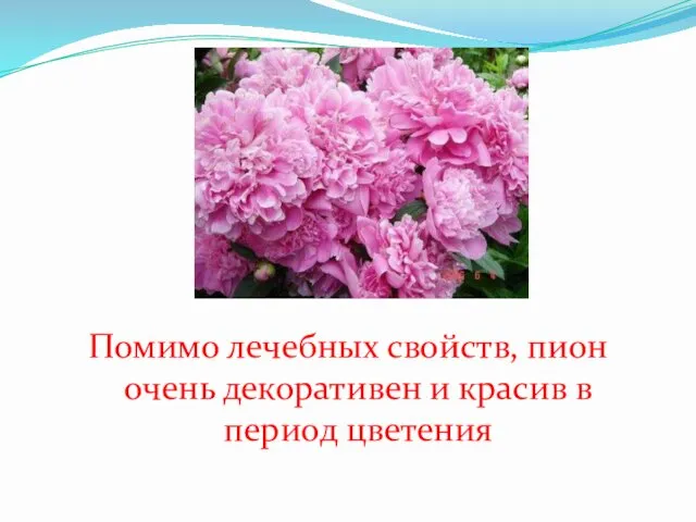 Помимо лечебных свойств, пион очень декоративен и красив в период цветения