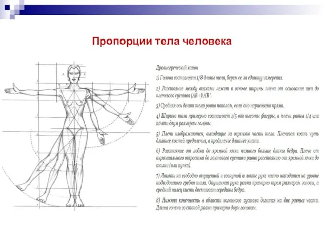 Пропорции тела человека