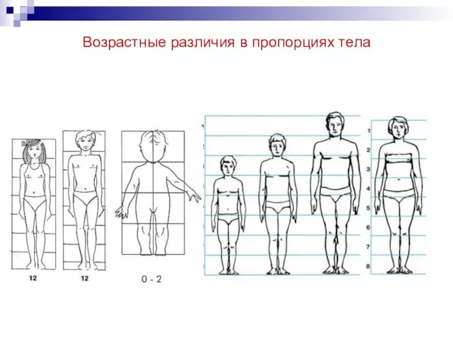 Возрастные различия в пропорциях тела