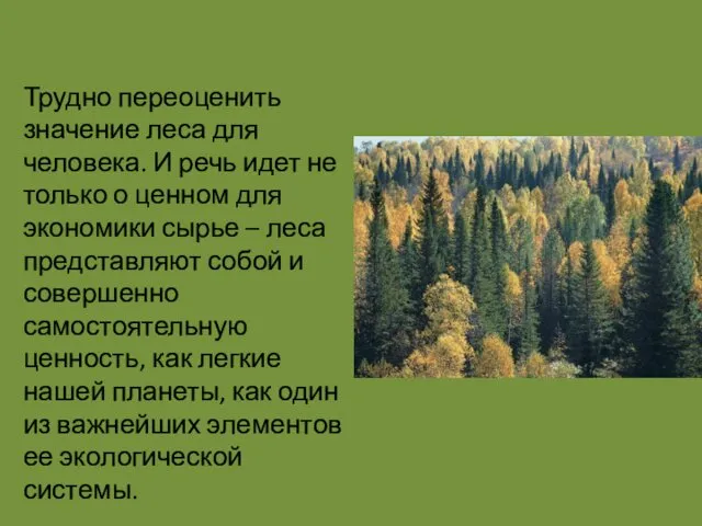 Трудно переоценить значение леса для человека. И речь идет не только о ценном