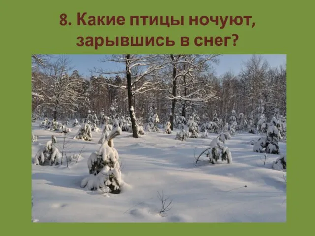 8. Какие птицы ночуют, зарывшись в снег?