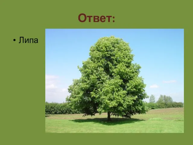 Ответ: Липа