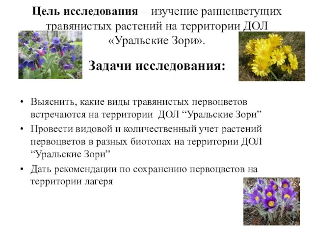 Цель исследования – изучение раннецветущих травянистых растений на территории ДОЛ