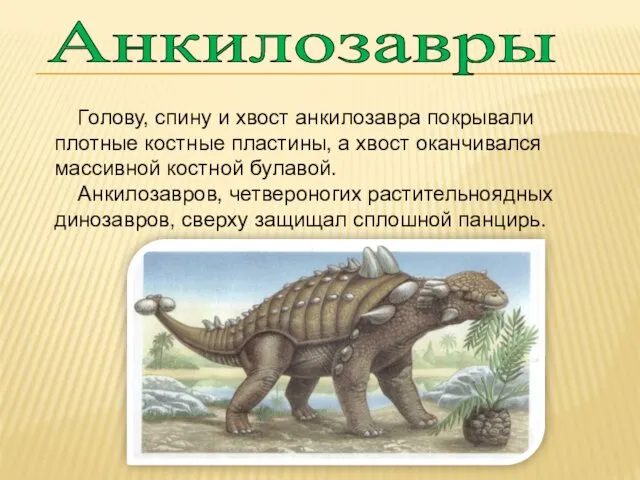 Анкилозавры Голову, спину и хвост анкилозавра покрывали плотные костные пластины, а хвост оканчивался