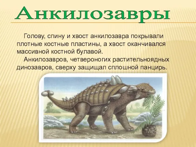 Анкилозавры Голову, спину и хвост анкилозавра покрывали плотные костные пластины,