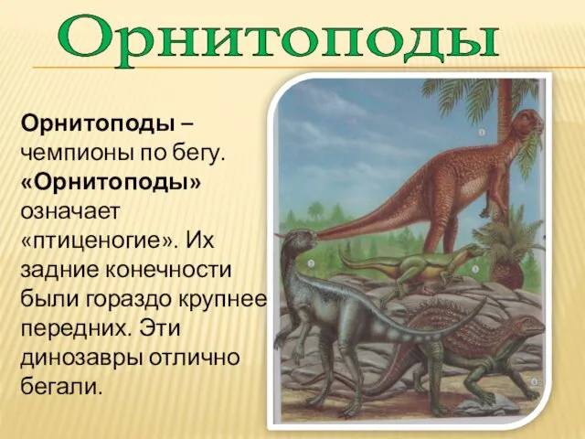 Орнитоподы Орнитоподы – чемпионы по бегу. «Орнитоподы» означает «птиценогие». Их задние конечности были