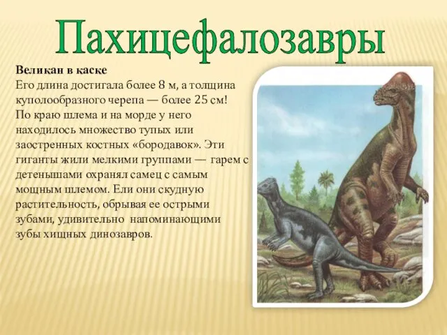 Пахицефалозавры Великан в каске Его длина достигала более 8 м, а толщина куполообразного