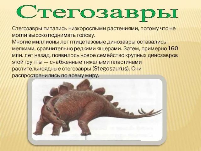 Стегозавры Стегозавры питались низкорослыми растениями, потому что не могли высоко поднимать голову. Многие