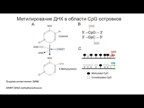 Метилирование ДНК в области CpG островков S-аденозилметионин (SAM) DNMT (DNA methyltransferase)