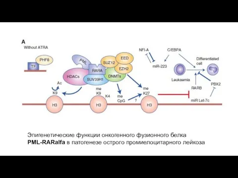 Эпигенетические функции онкогенного фузионного белка PML-RARalfa в патогенезе острого промиелоцитарного лейкоза