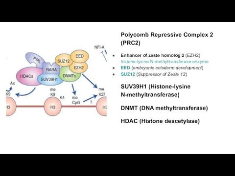 Polycomb Repressive Complex 2 (PRC2) Enhancer of zeste homolog 2 (EZH2) histone-lysine N-methyltransferase