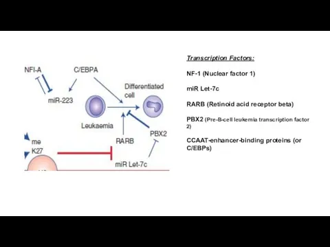 Transcription Factors: NF-1 (Nuclear factor 1) miR Let-7c RARB (Retinoid acid receptor beta)