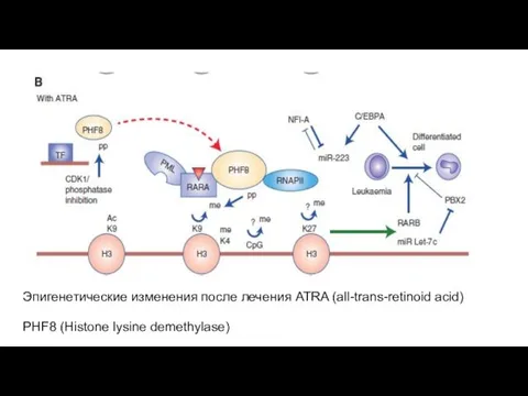 Эпигенетические изменения после лечения ATRA (all-trans-retinoid acid) PHF8 (Histone lysine demethylase)