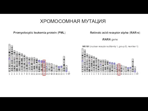 ХРОМОСОМНАЯ МУТАЦИЯ Promyelocytic leukemia protein (PML) Retinoic acid receptor alpha