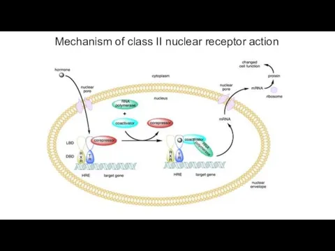 Mechanism of class II nuclear receptor action