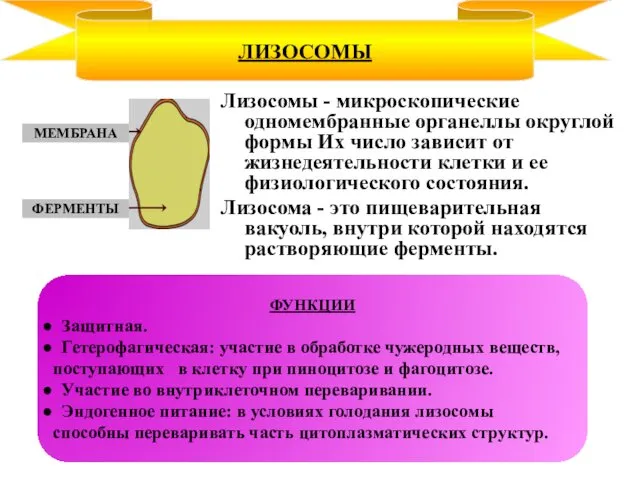 Лизосомы - микроскопические одномембранные органеллы округлой формы Их число зависит