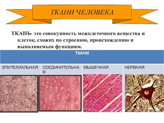 ТКАНЬ- это совокупность межклеточного вещества и клеток, схожих по строению, происхождению и выполняемым функциям. ТКАНИ ЧЕЛОВЕКА