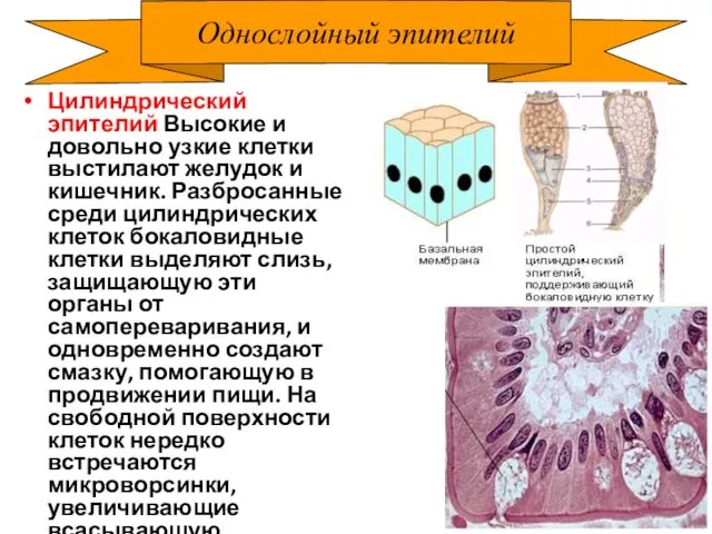 Однослойный эпителий Цилиндрический эпителий Высокие и довольно узкие клетки выстилают