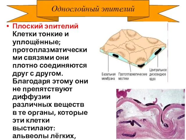 Однослойный эпителий Плоский эпителий Клетки тонкие и уплощённые; протоплазматическими связями