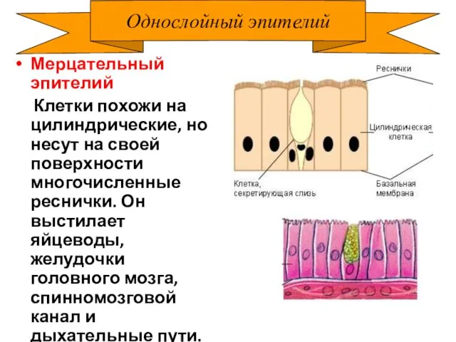 Однослойный эпителий Мерцательный эпителий Клетки похожи на цилиндрические, но несут