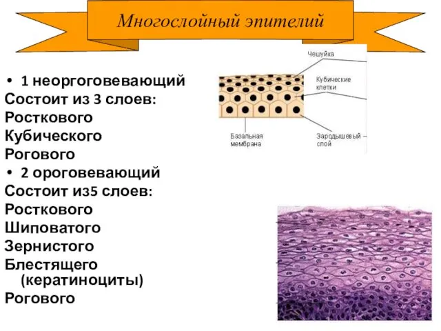 Многослойный эпителий 1 неоргоговевающий Состоит из 3 слоев: Росткового Кубического