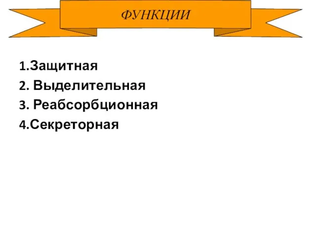 1.Защитная 2. Выделительная 3. Реабсорбционная 4.Секреторная ФУНКЦИИ