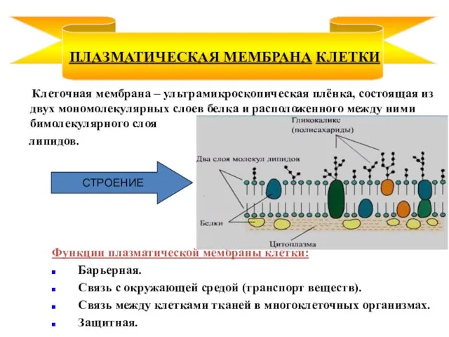 Клеточная мембрана – ультрамикроскопическая плёнка, состоящая из двух мономолекулярных слоев