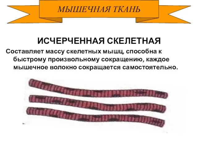 МЫШЕЧНАЯ ТКАНЬ ИСЧЕРЧЕННАЯ СКЕЛЕТНАЯ Составляет массу скелетных мышц, способна к