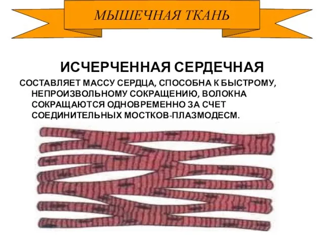 МЫШЕЧНАЯ ТКАНЬ ИСЧЕРЧЕННАЯ СЕРДЕЧНАЯ СОСТАВЛЯЕТ МАССУ СЕРДЦА, СПОСОБНА К БЫСТРОМУ,