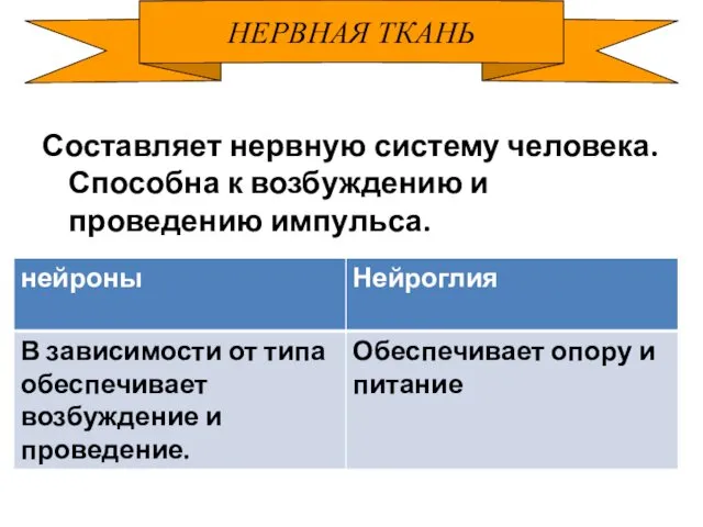 НЕРВНАЯ ТКАНЬ Составляет нервную систему человека. Способна к возбуждению и проведению импульса.