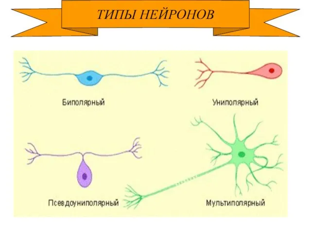 ТИПЫ НЕЙРОНОВ