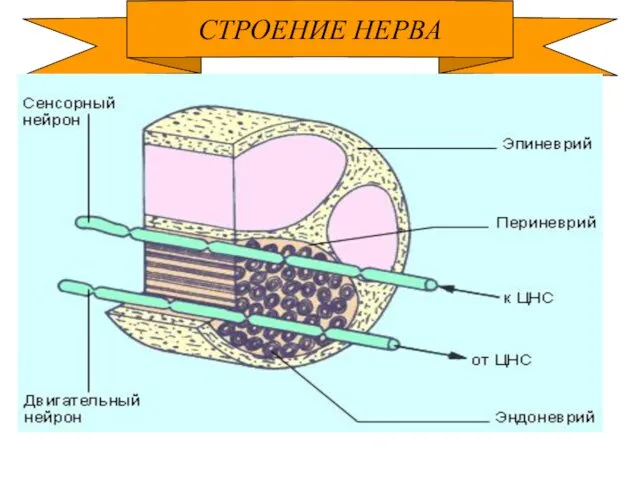 СТРОЕНИЕ НЕРВА