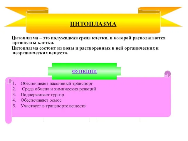 Цитоплазма – это полужидкая среда клетки, в которой располагаются органеллы