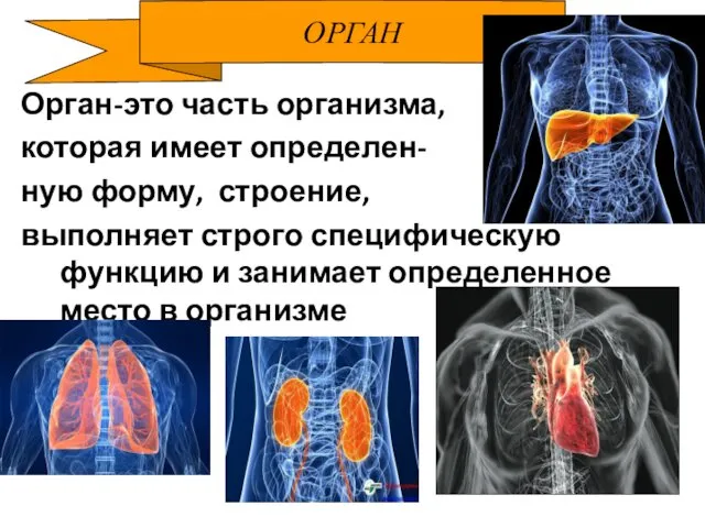 ОРГАН Орган-это часть организма, которая имеет определен- ную форму, строение,