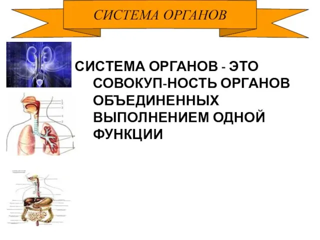 СИСТЕМА ОРГАНОВ СИСТЕМА ОРГАНОВ - ЭТО СОВОКУП-НОСТЬ ОРГАНОВ ОБЪЕДИНЕННЫХ ВЫПОЛНЕНИЕМ ОДНОЙ ФУНКЦИИ