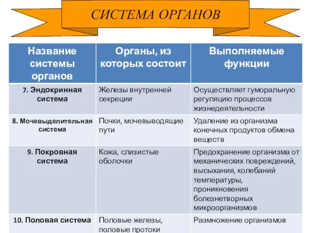 СИСТЕМА ОРГАНОВ