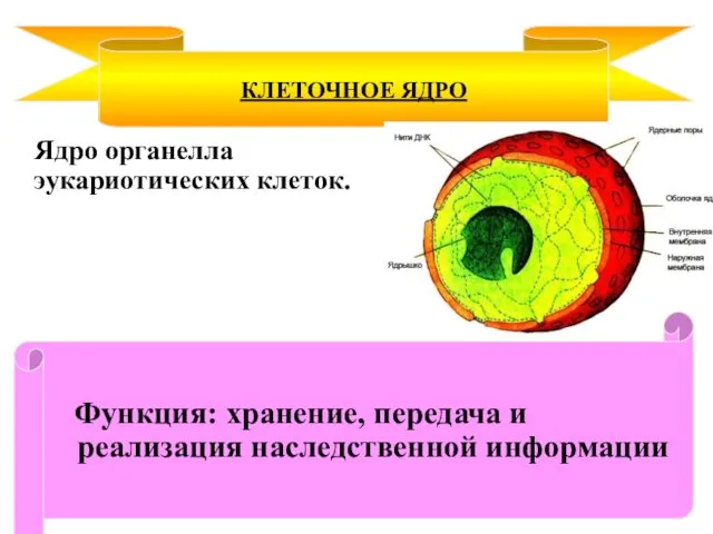 Ядро органелла эукариотических клеток. КЛЕТОЧНОЕ ЯДРО Функция: хранение, передача и реализация наследственной информации